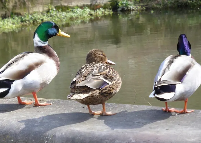 Studio's Park - Heverlee 4* Leuven